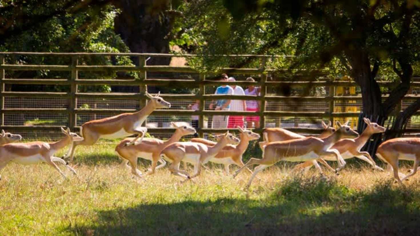 multiple deer running across their enclosure