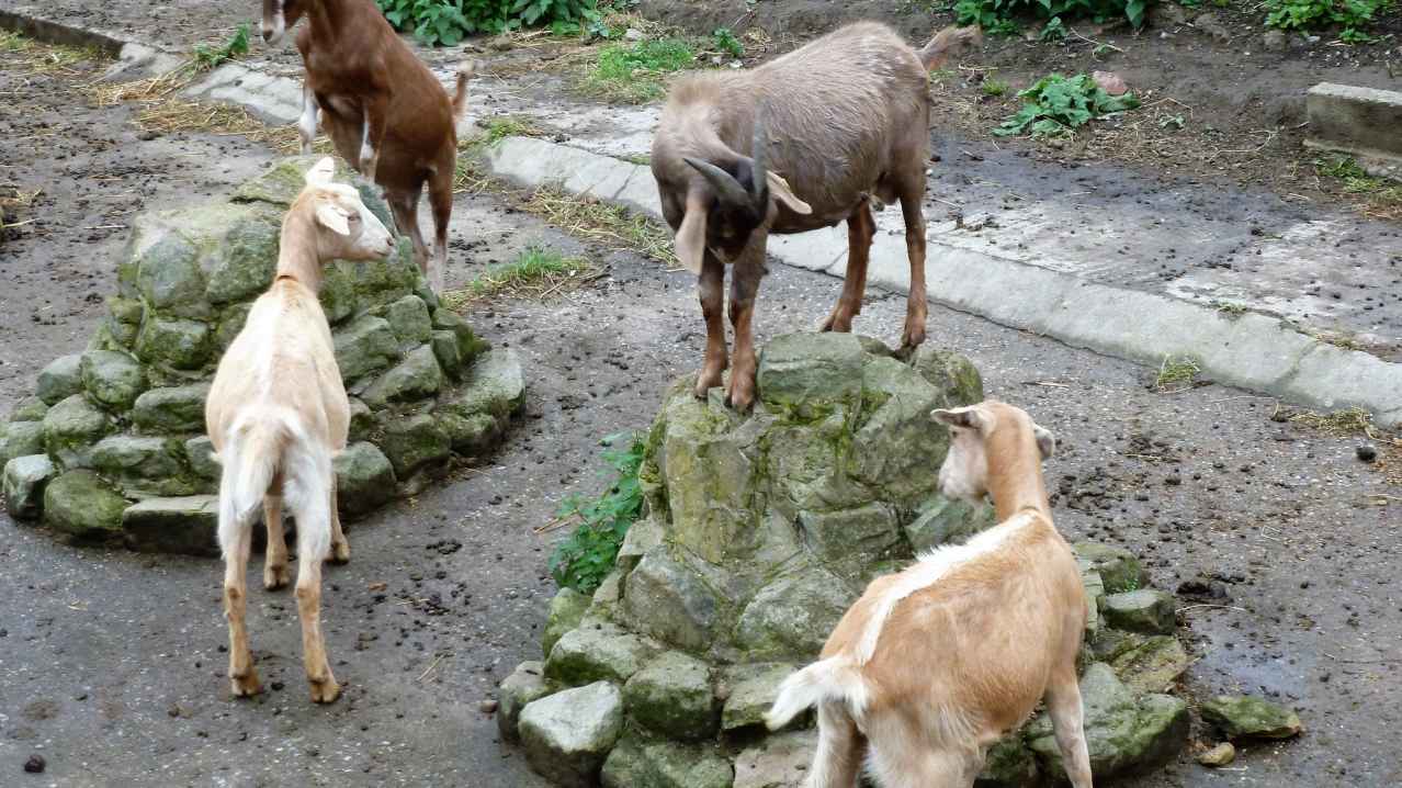 Goats at Meanwood Valley Urban Farm in Leeds Goats at Meanwood Valley Urban Farm in Leeds