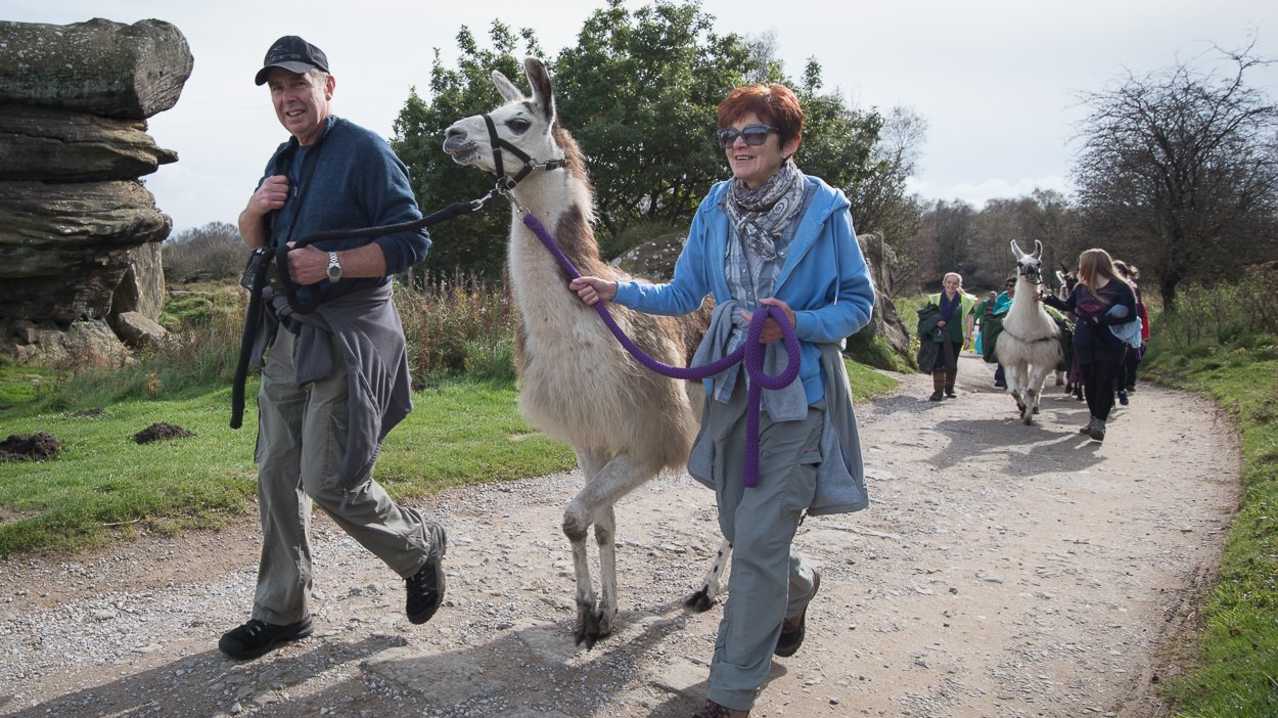 Visitors Llama trekking at Nidderdale Llamas in Harrogate Visitors Llama trekking at Nidderdale Llamas in Harrogate