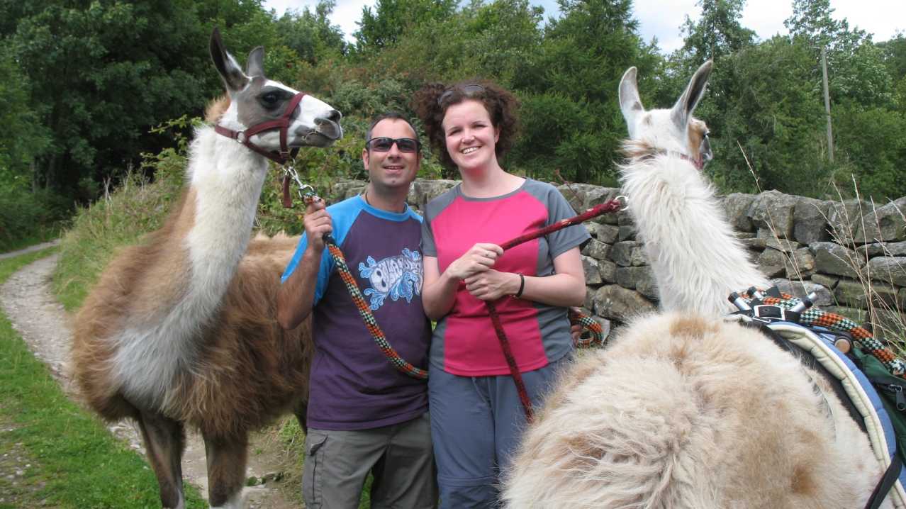 Couple with llamas at Nidderdale Llamas in Harrogate Couple with llamas at Nidderdale Llamas in Harrogate