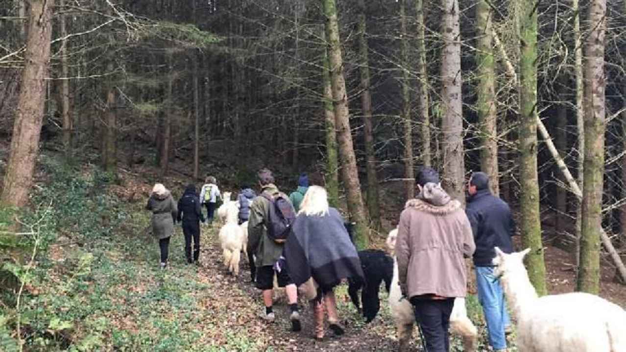 People walking alpacas at Alpaca Trekking with Bearhouse Alpacas in Sidbury People walking alpacas at Alpaca Trekking with Bearhouse Alpacas in Sidbury