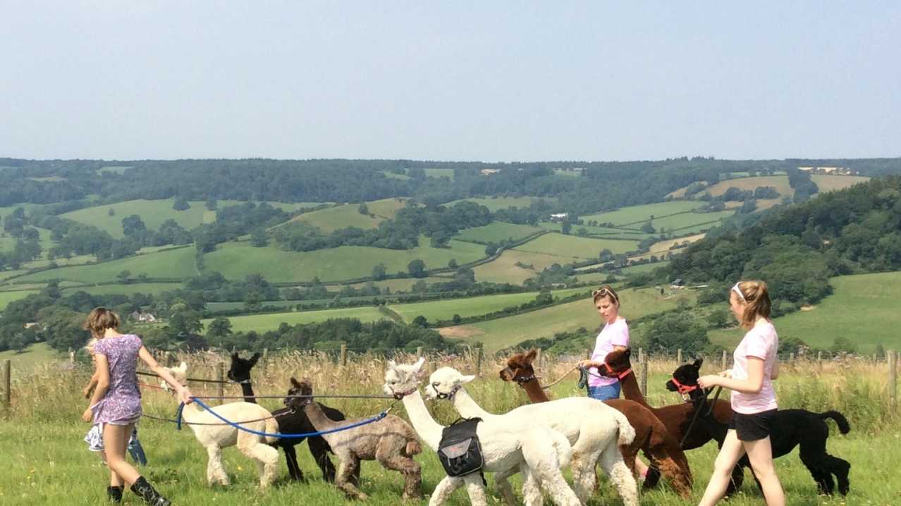 People walking with Aplacas at Bearhouse Alpacas in Sidbury People walking with Aplacas at Bearhouse Alpacas in Sidbury