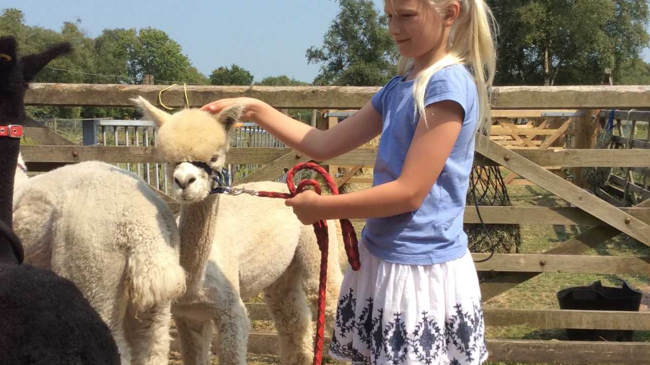 Girl touching Alpaca at Bearhouse Alpacas in Sidbury Girl touching Alpaca at Bearhouse Alpacas in Sidbury
