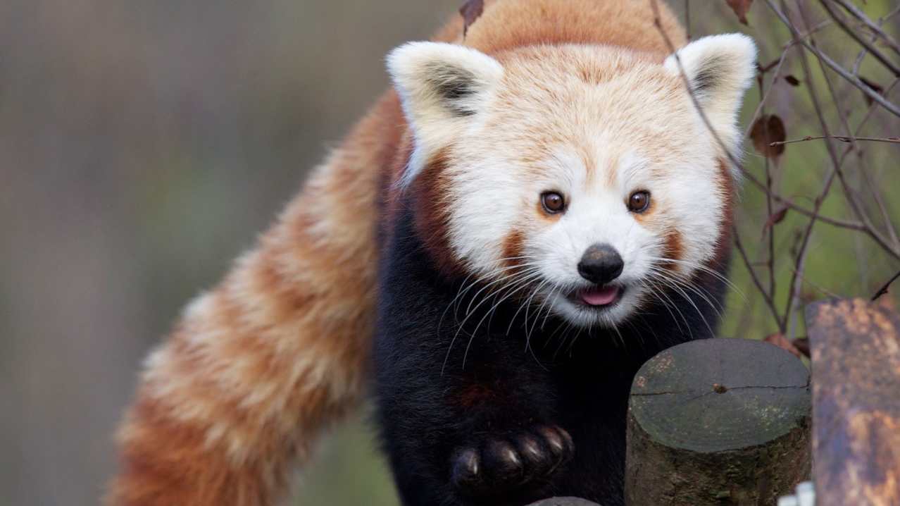 Red panda at Dublin Zoo