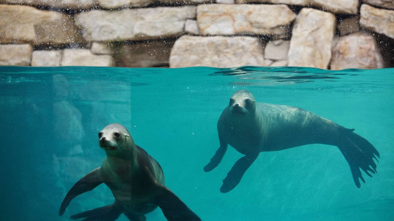 Sea lions at Dublin Zoo