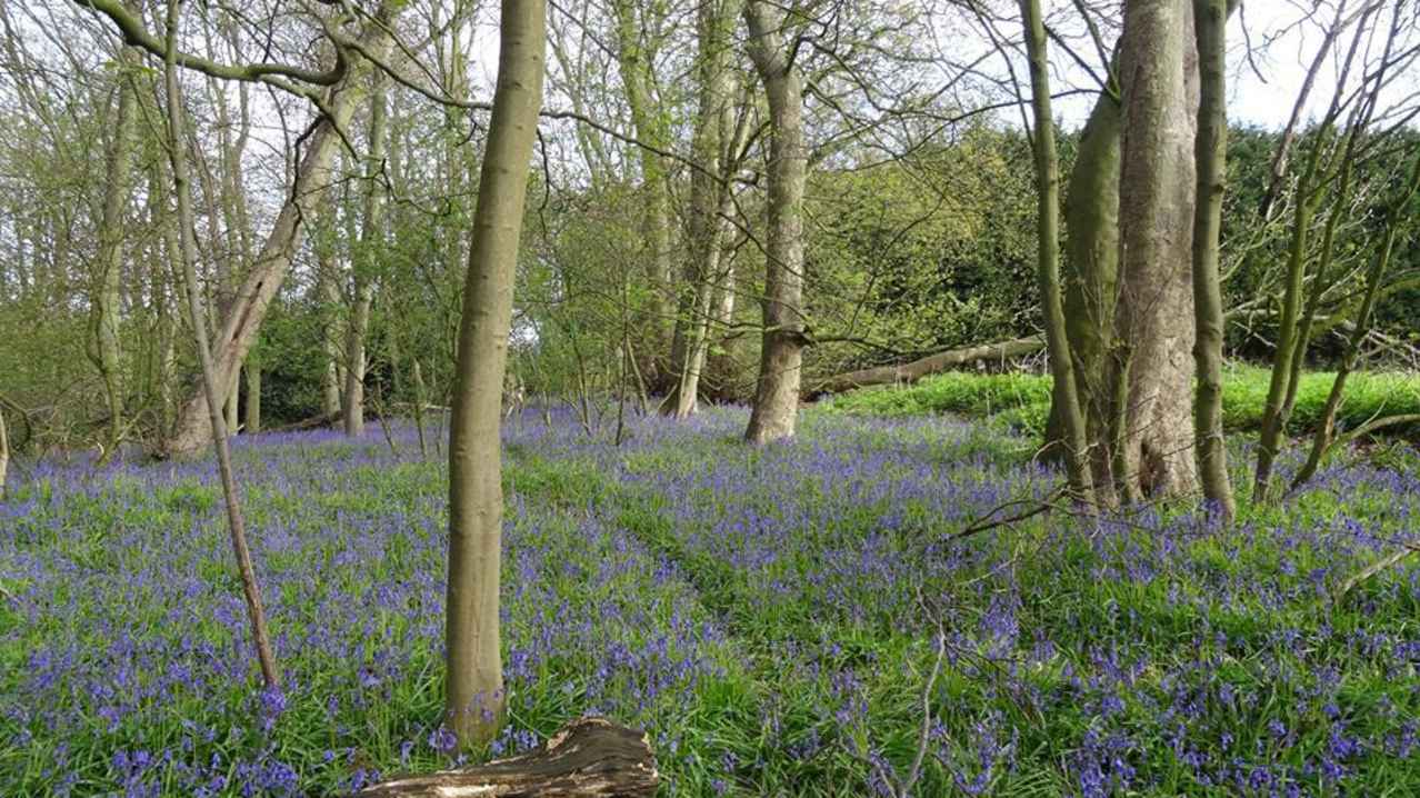 Bluebell flowers at Bedford Park