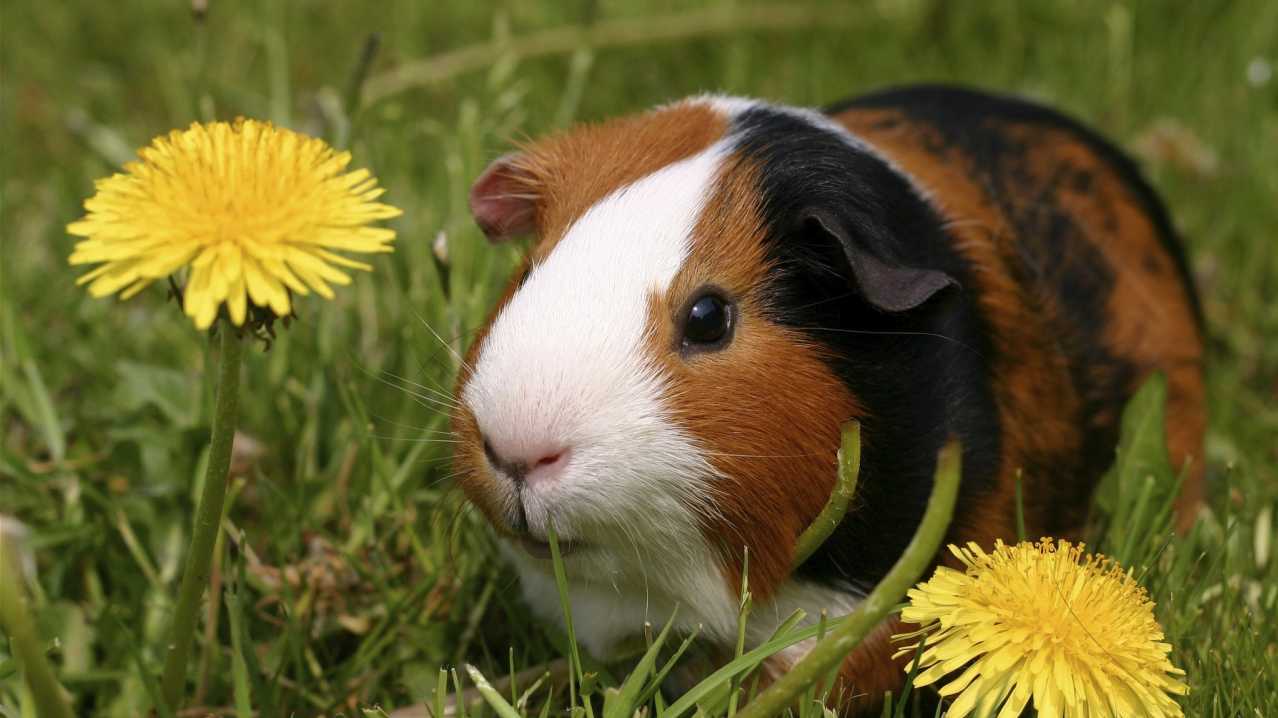 Guinea pig at Gypsy Wood in Caernarfon Guinea pig at Gypsy Wood in Caernarfon