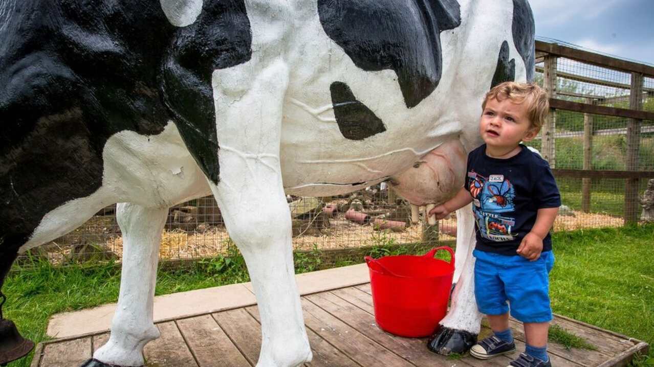 Boy milking cow at Gypsy Wood in Caernarfon Boy milking cow at Gypsy Wood in Caernarfon