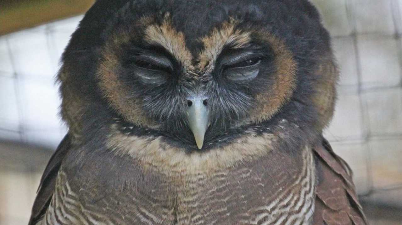 Owl sleeping at World of Owls in Antrim Owl sleeping at World of Owls in Antrim