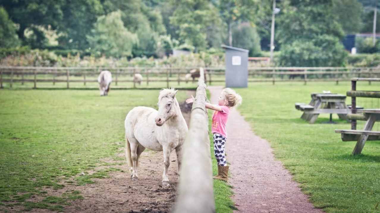 Girl petting horse at Cefn Mably Farm Park in Cardiff Girl petting horse at Cefn Mably Farm Park in Cardiff
