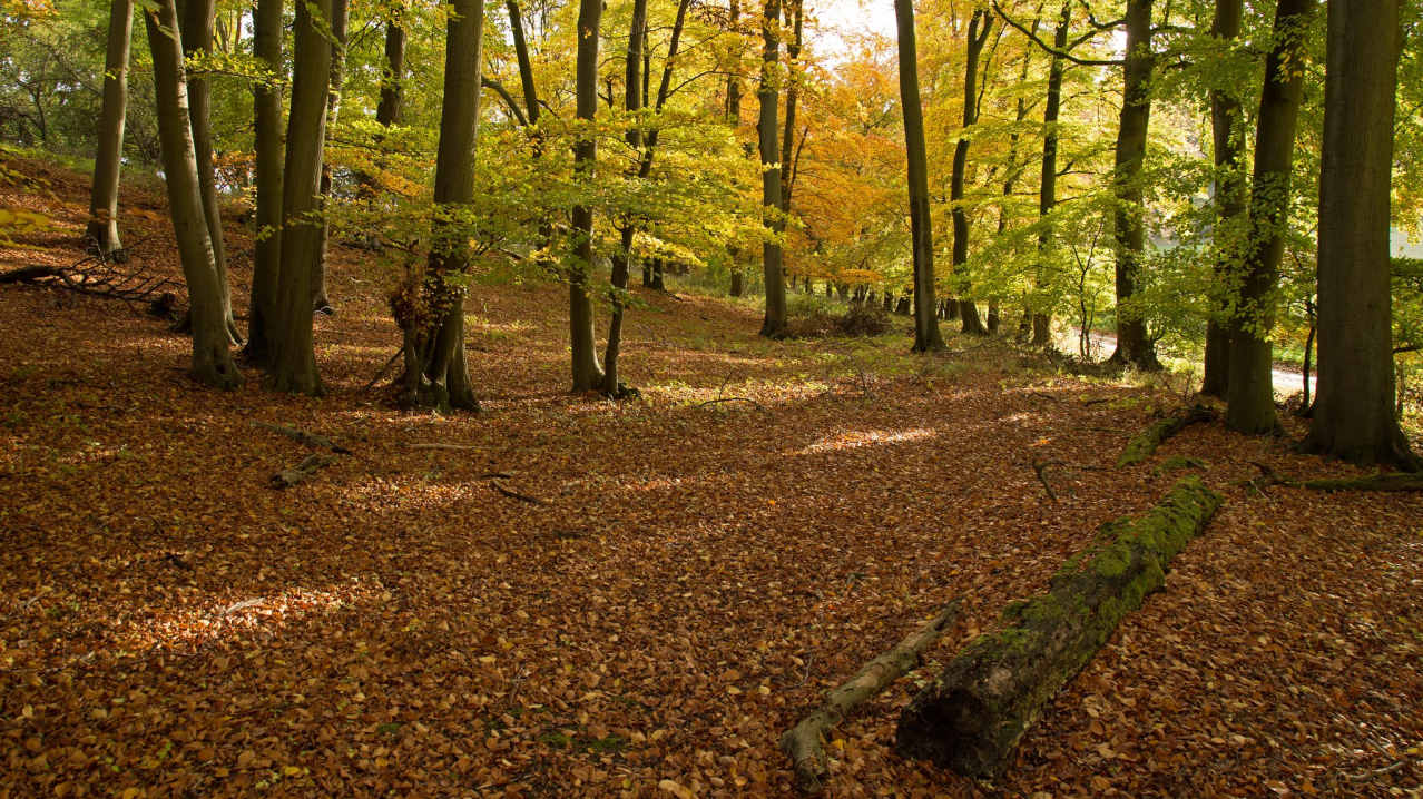 Forest at Bernwood Butterfly Trail in Oxford