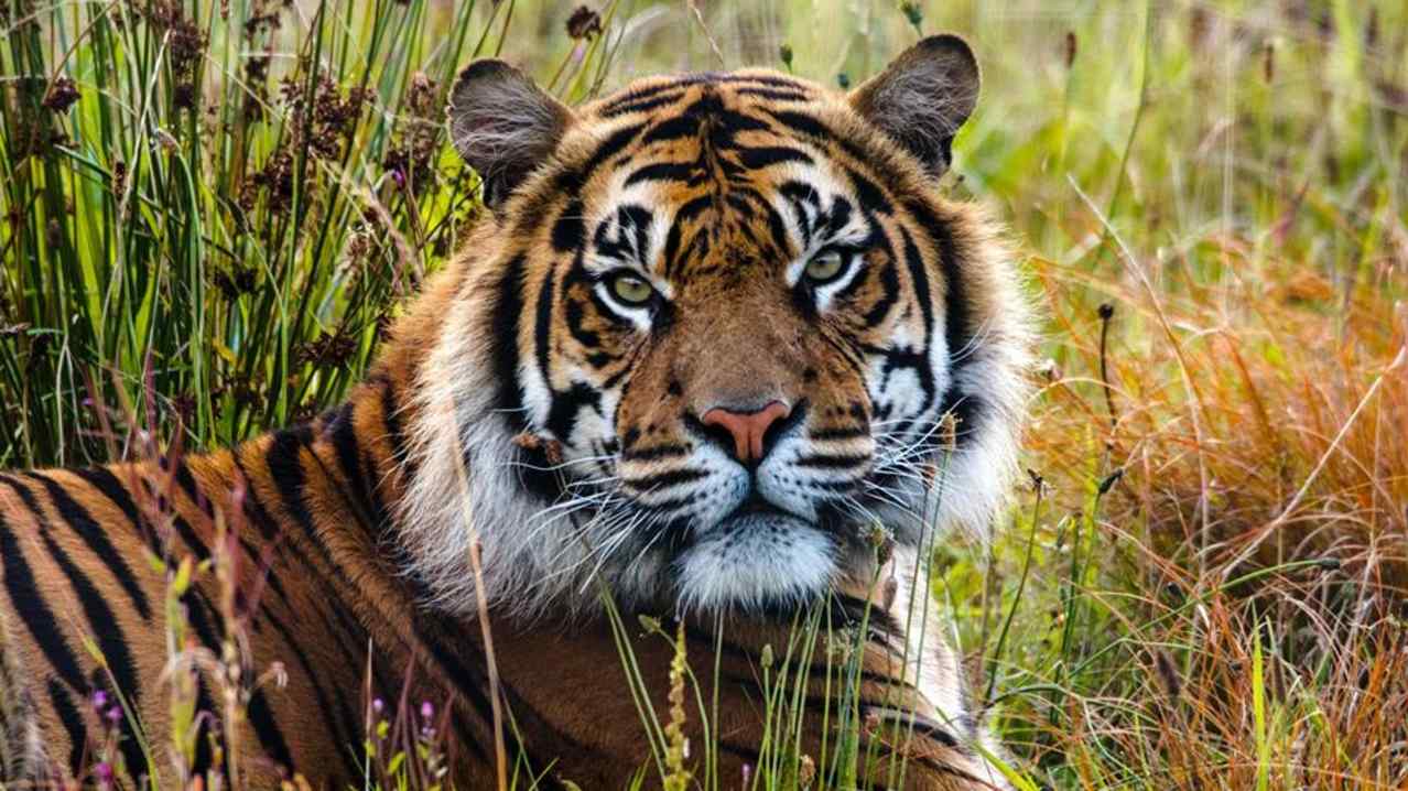 Manor Wildlife Park - Featured Image - 2 Manor Wildlife Park - Featured Image - 2