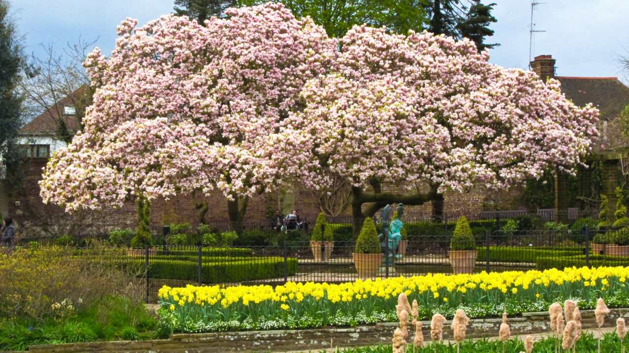 Magnolia trees at Golders Hill Park in London