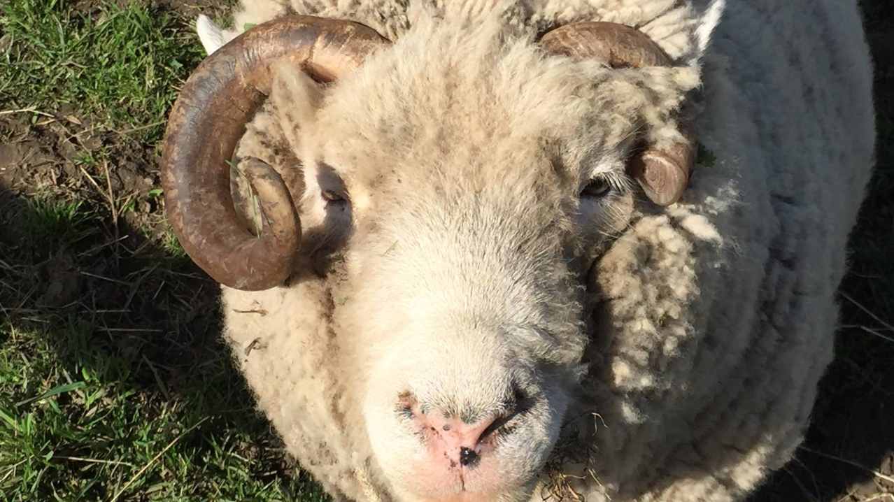 Sheep at Down at the Farm in Houghton le Spring