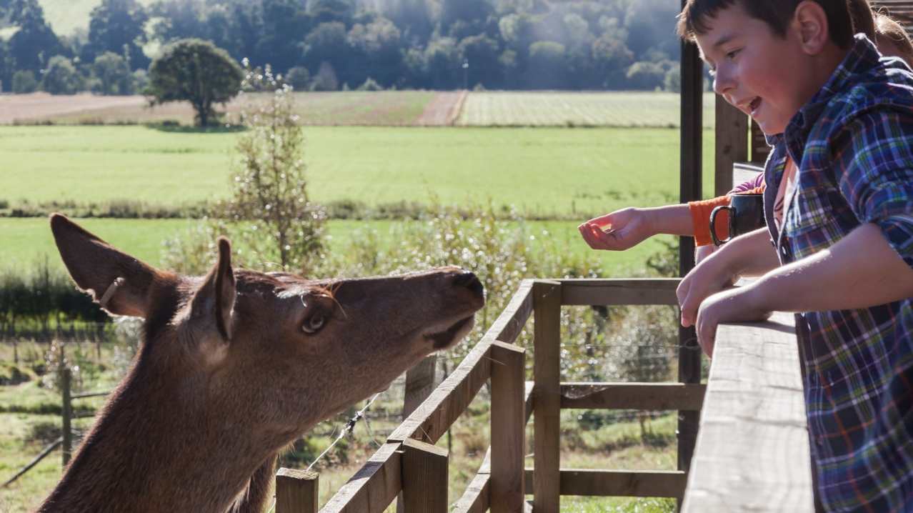 Kids feeding deer at Highland Safaris in Aberfeldy