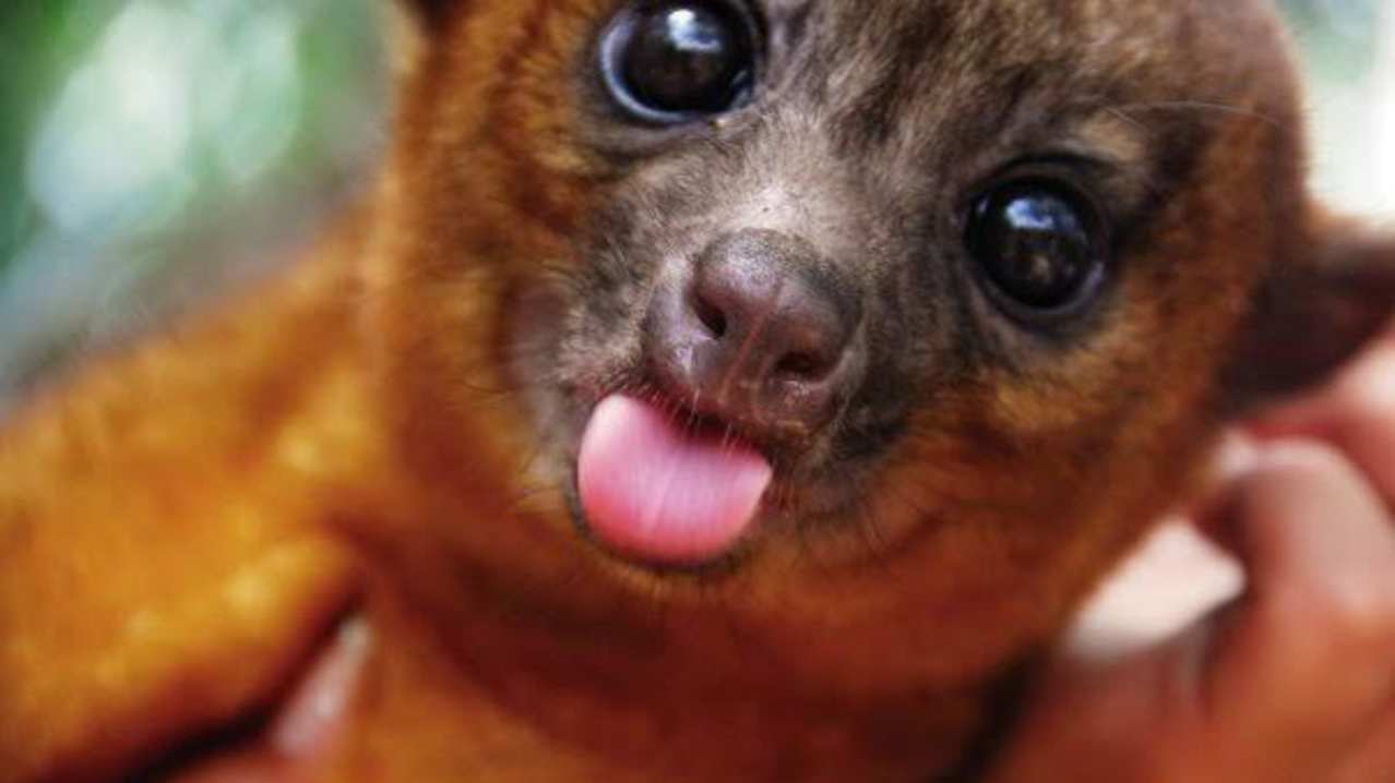 Kinkajou at Ark Wildlife Park in Stickney Kinkajou at Ark Wildlife Park in Stickney