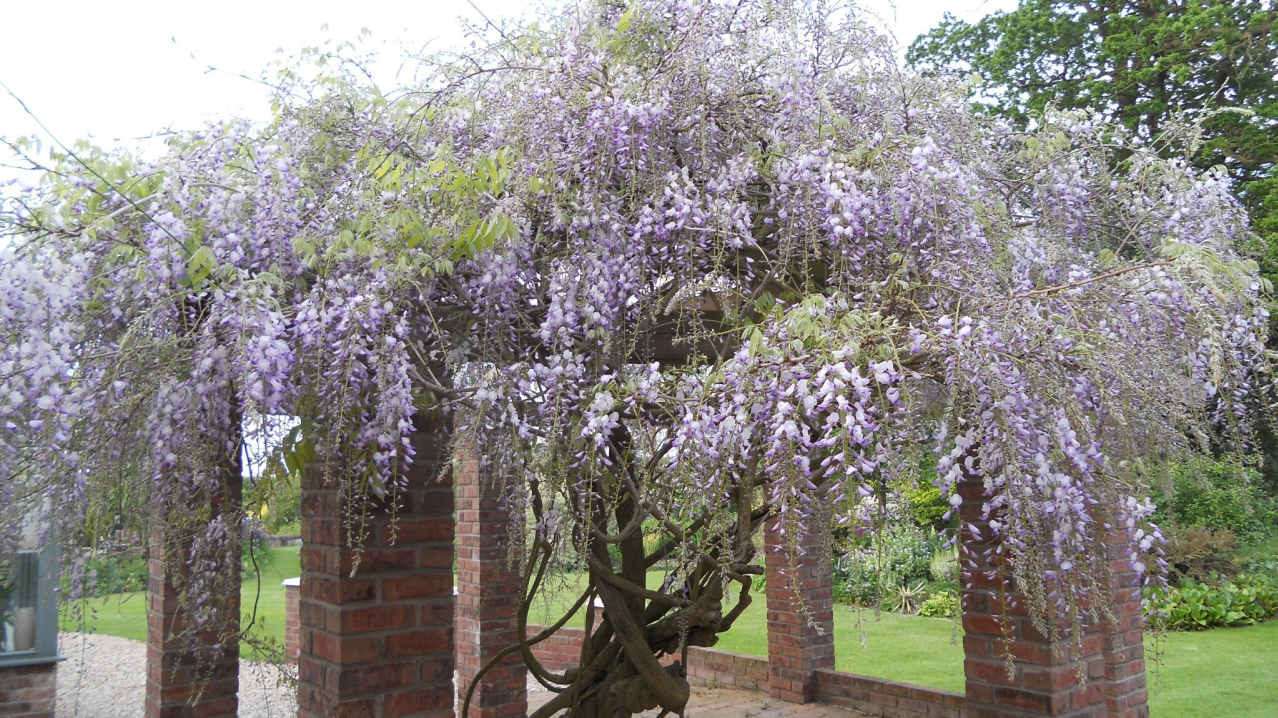 Plants at Goltho Gardens in Market Rasen