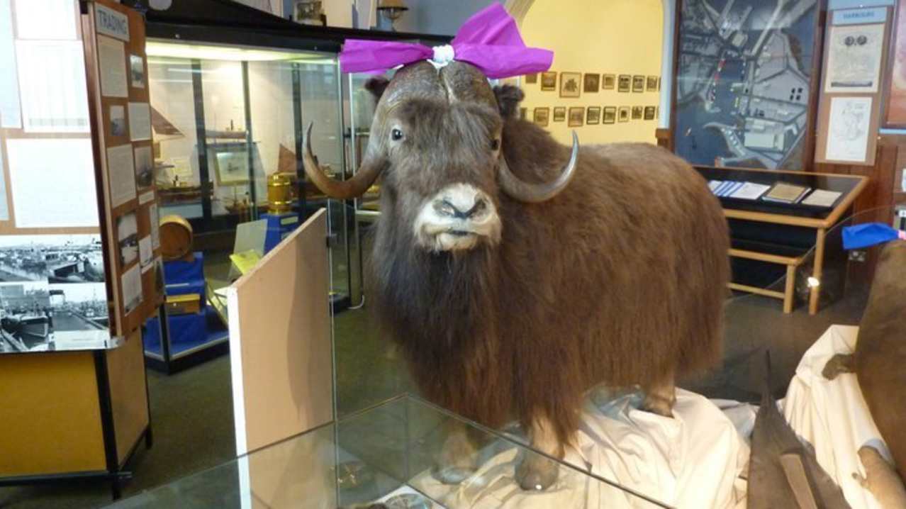 Taxidermied beast in exhbition room of Aberdeenshire Farming Museum in Peterhead Taxidermied beast in exhbition room of Aberdeenshire Farming Museum in Peterhead