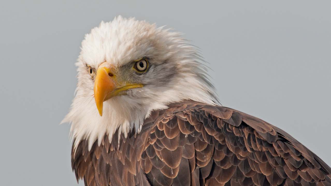 The Raptor Foundation - Featured Image - 3
