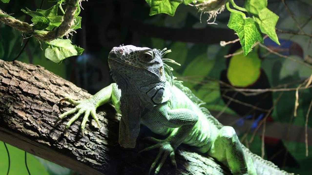 The Raptor Foundation - Featured Image - 2