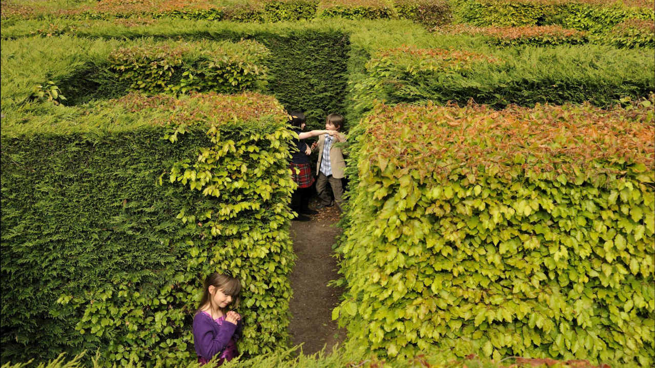 Kids in maze at Traquair House Kids in maze at Traquair House