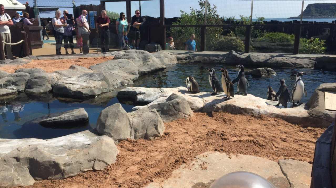 Some penguins at Sea Life in Scarborough Some penguins at Sea Life in Scarborough