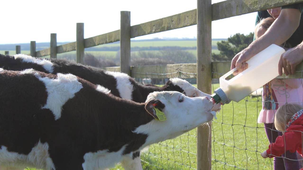 People bottle feed calves at Old MacDonalds Farm in Padstow