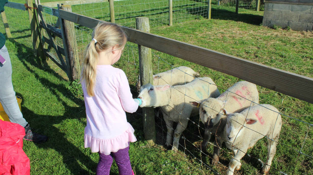 Girl bottle feeds lambs at Old MacDonalds Farm in Padstow