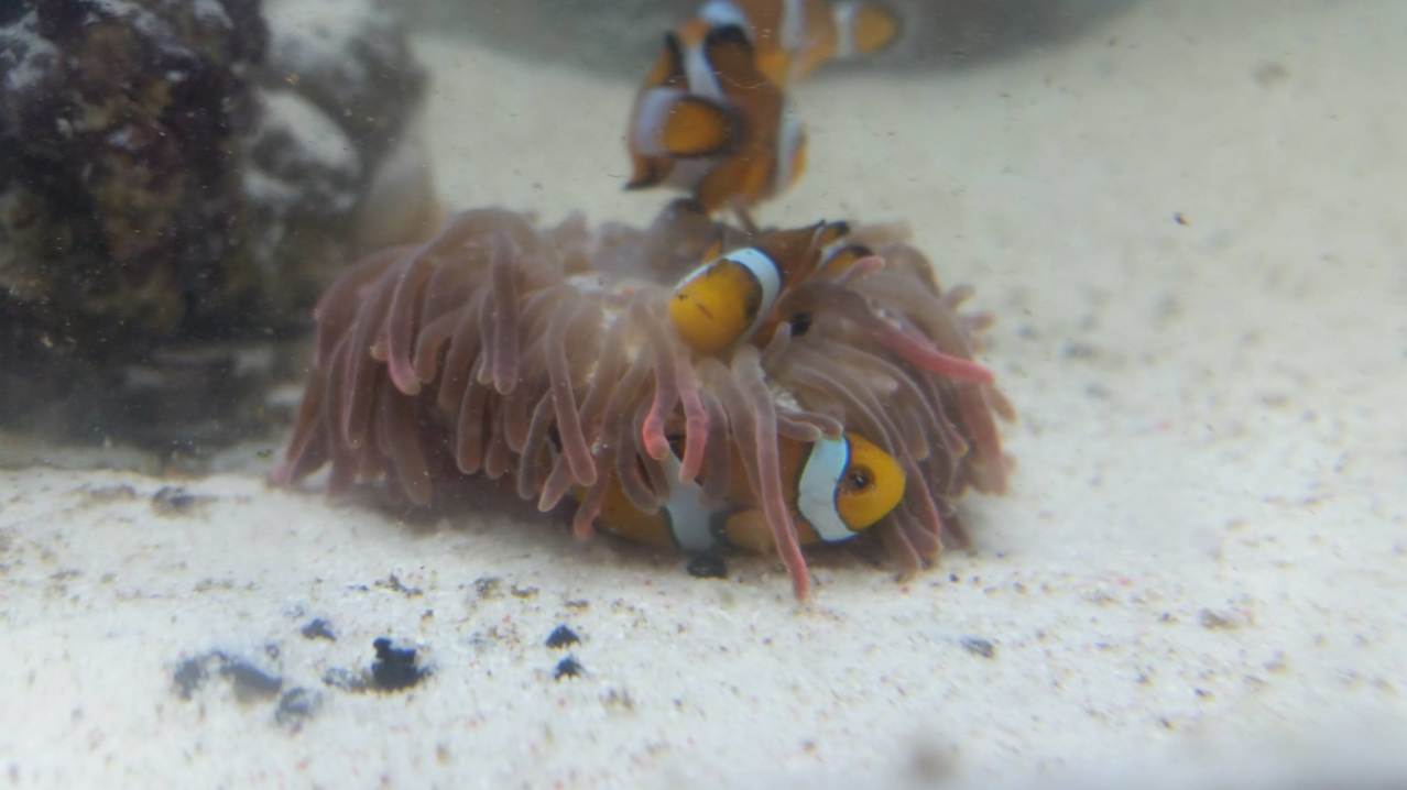 Clownfish at Sealife Adventure in Southend on Sea Clownfish at Sealife Adventure in Southend on Sea
