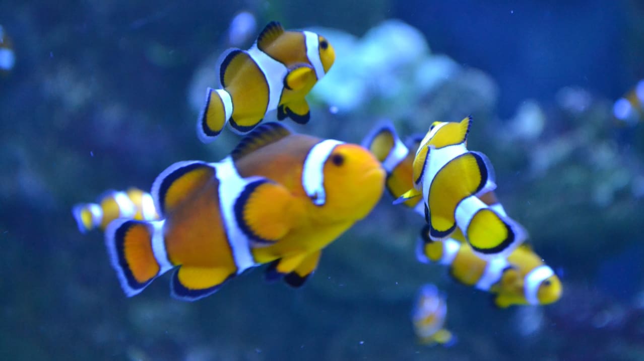 Clownfish at Sealife Adventure in Southend on Sea Clownfish at Sealife Adventure in Southend on Sea