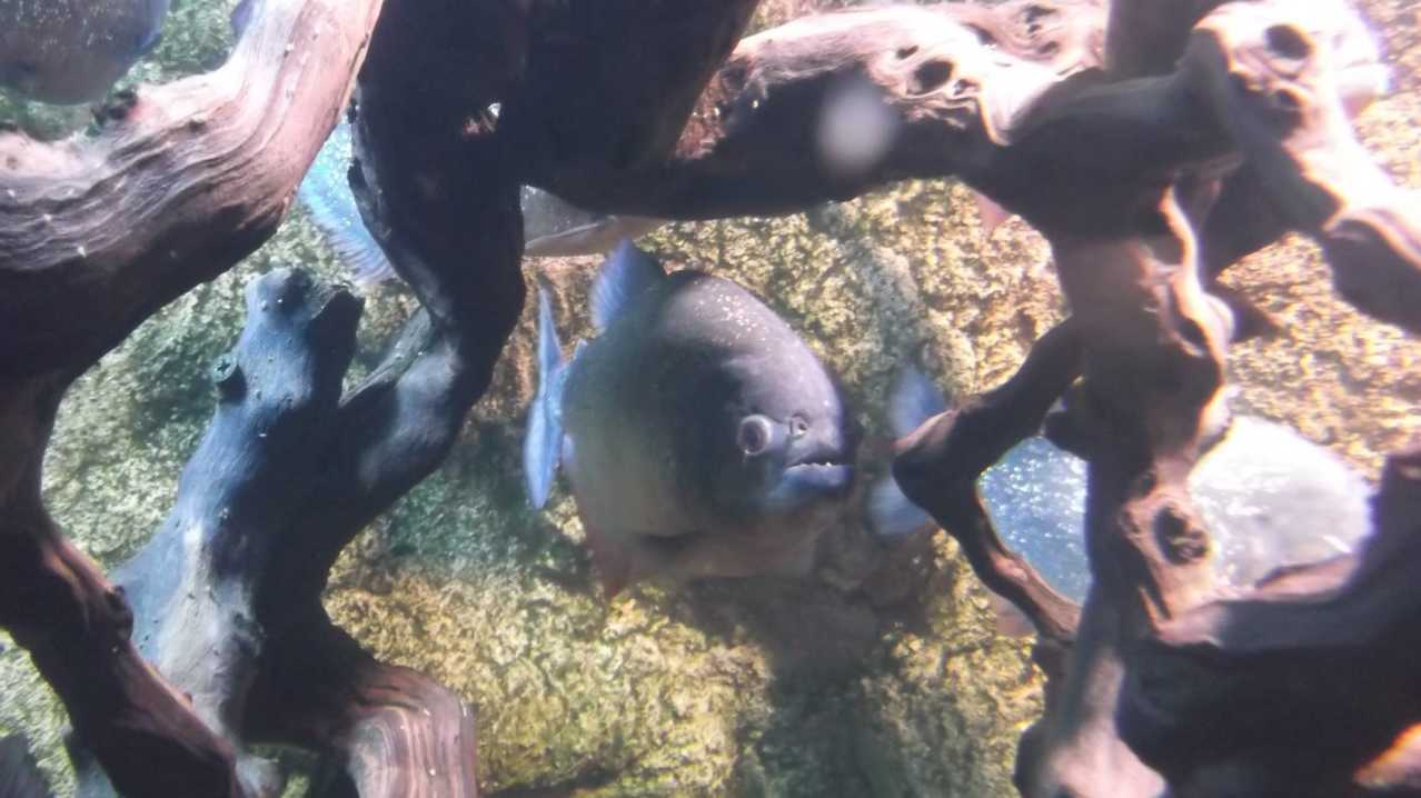 Piranha at Sealife Adventure in Southend on Sea Piranha at Sealife Adventure in Southend on Sea