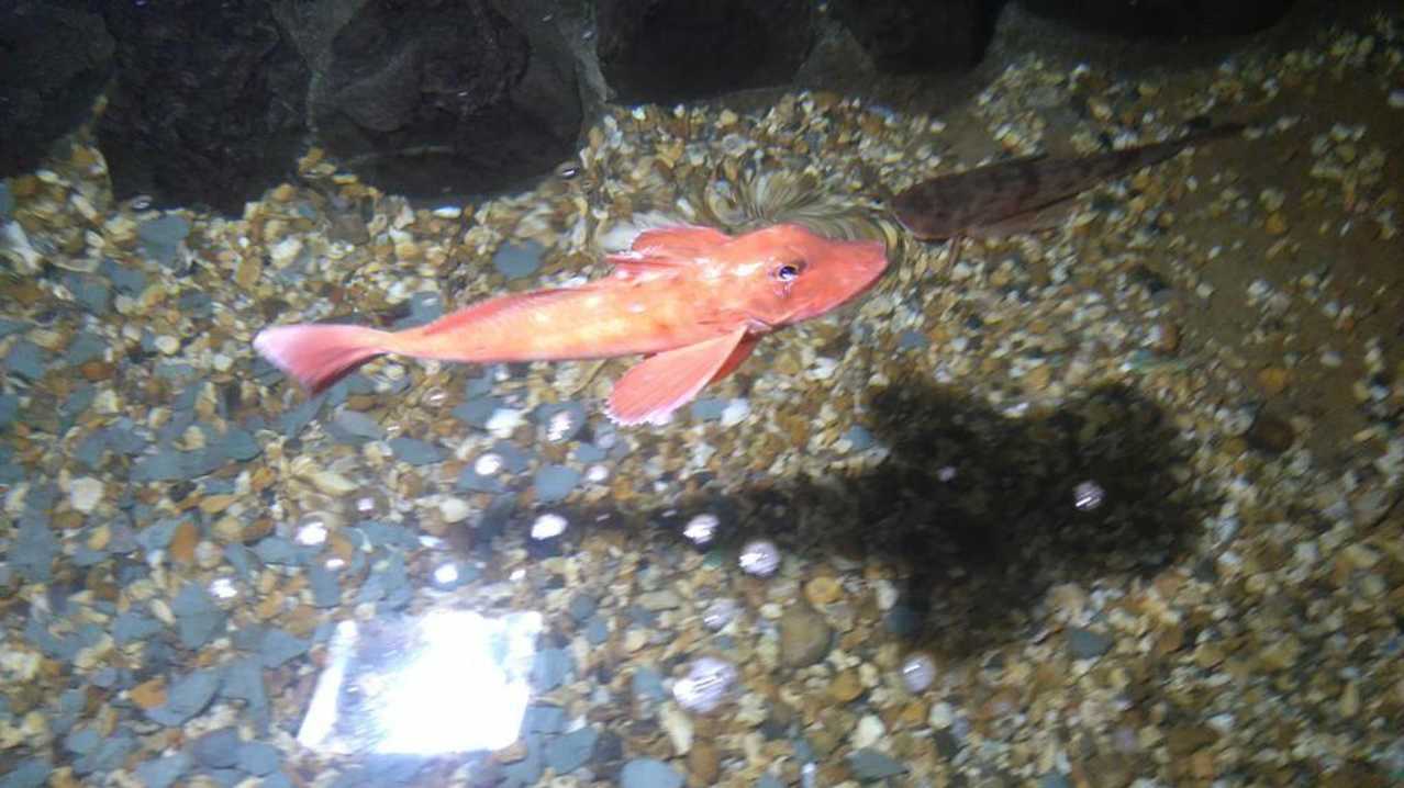 Fish at Fowey Aquarium Fish at Fowey Aquarium