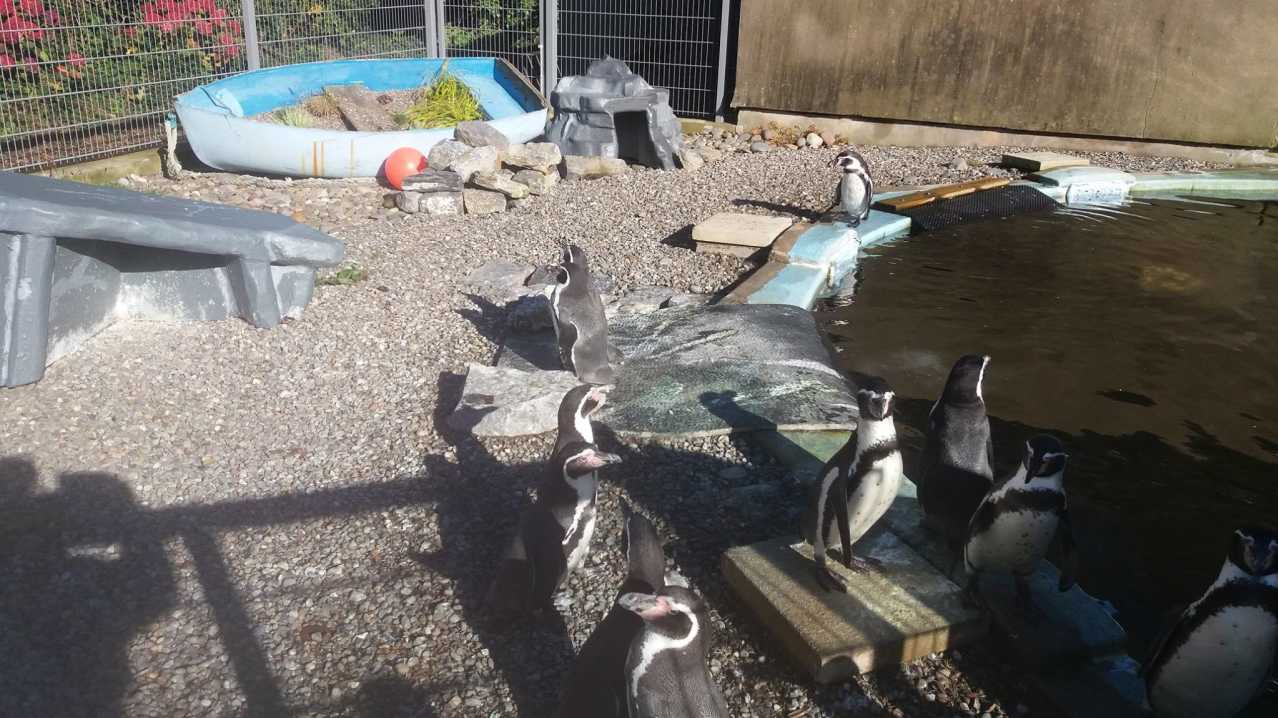 Penguins at Curraghs Wildlife Park in Ballaugh