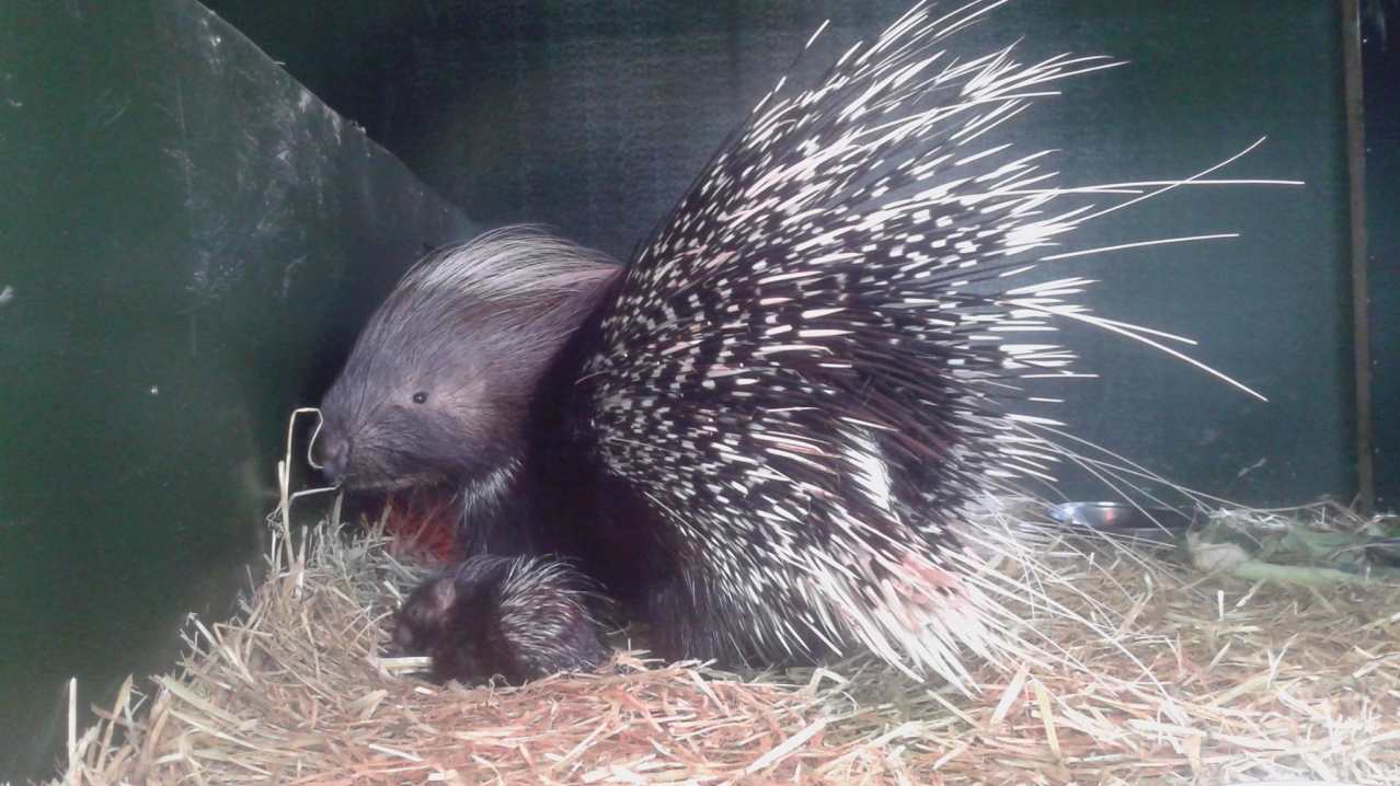 Porcupine at Curraghs Wildlife Park in Ballaugh