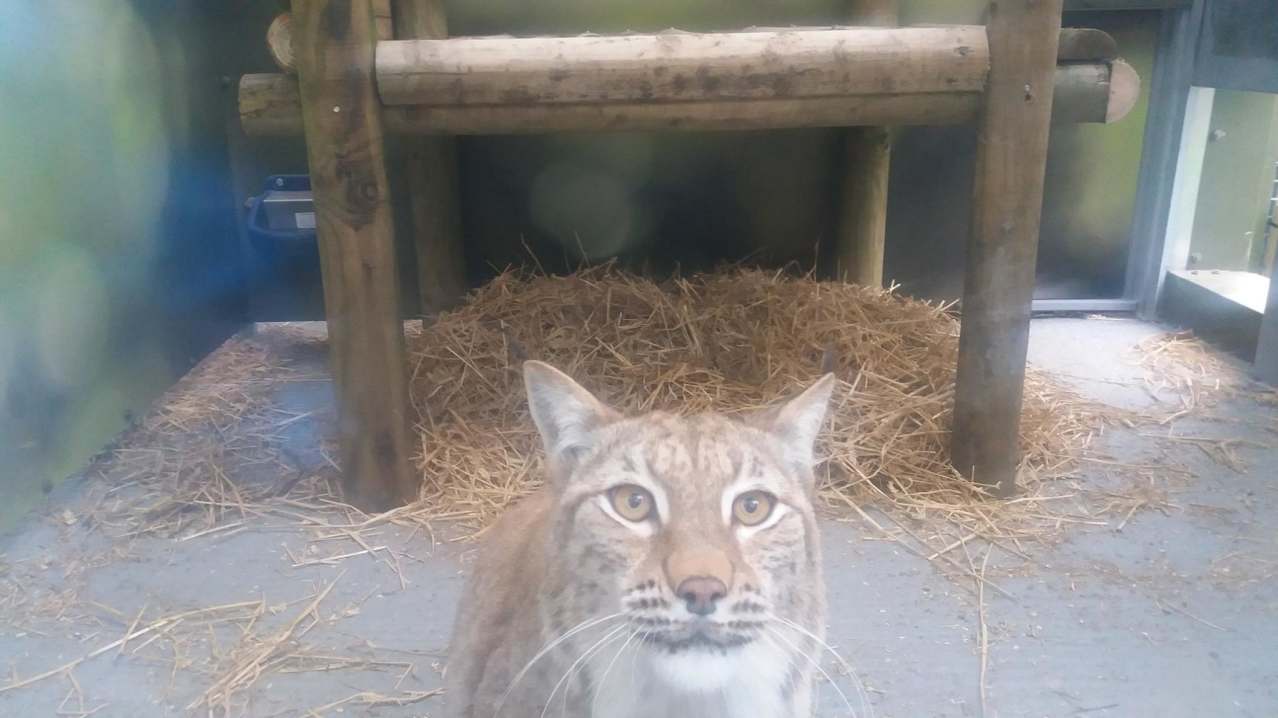 Mountain lion at Curraghs Wildlife Park in Ballaugh