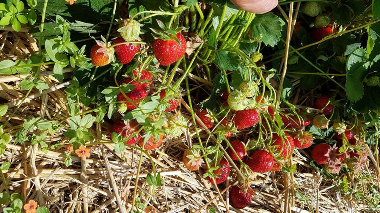 PYO Strawberries at Hillfield Nursery & Farm Shop in Norwich PYO Strawberries at Hillfield Nursery & Farm Shop in Norwich