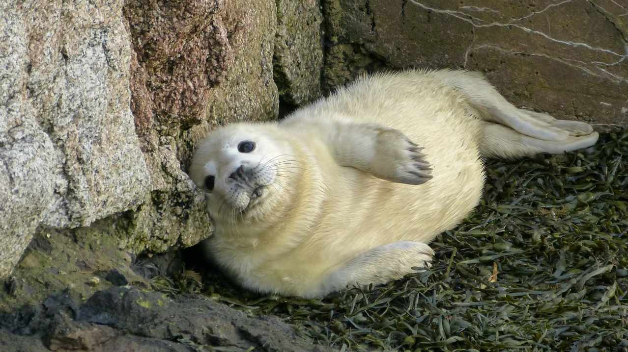 Seal at Scottish Seabird Centre in North Berwick Seal at Scottish Seabird Centre in North Berwick