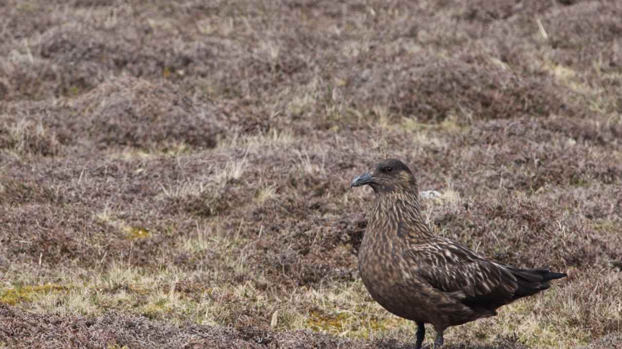 Bird at Fair Isle Bird Observatory in Shetland Isles Bird at Fair Isle Bird Observatory in Shetland Isles