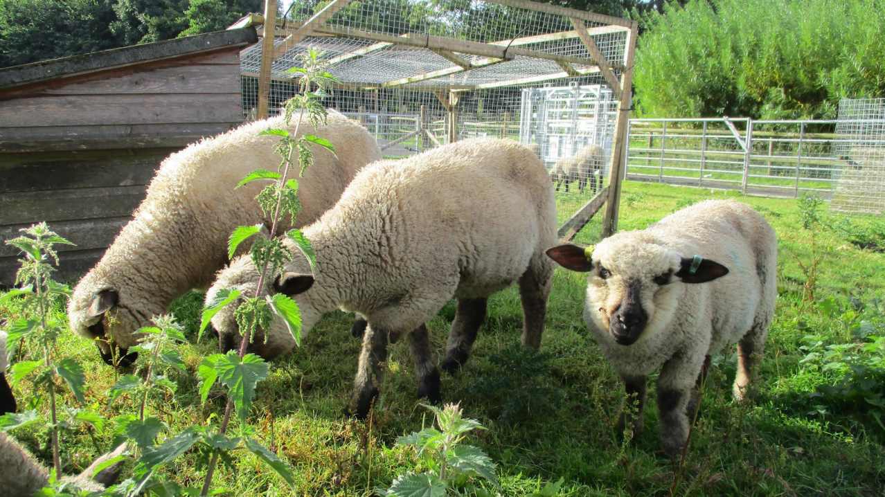 Sheep at Northycote Farm and Country Park in Wolverhampton