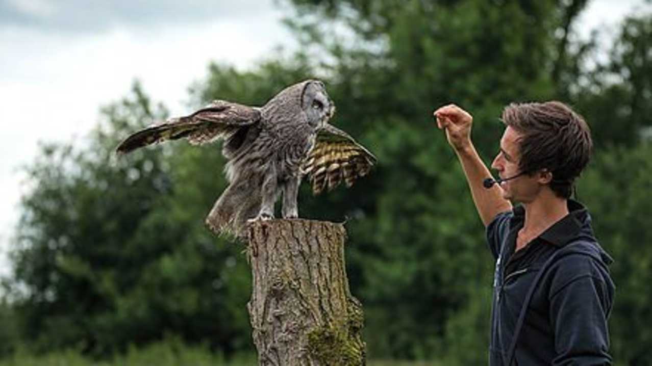 Great Grey Owl at Gauntlet Birds of Prey in Knutsford