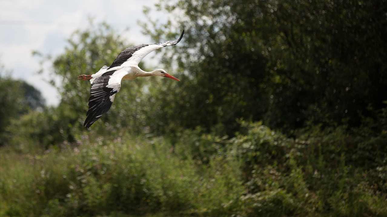 White Stork flying at Gauntlet Birds of Prey in Knutsford