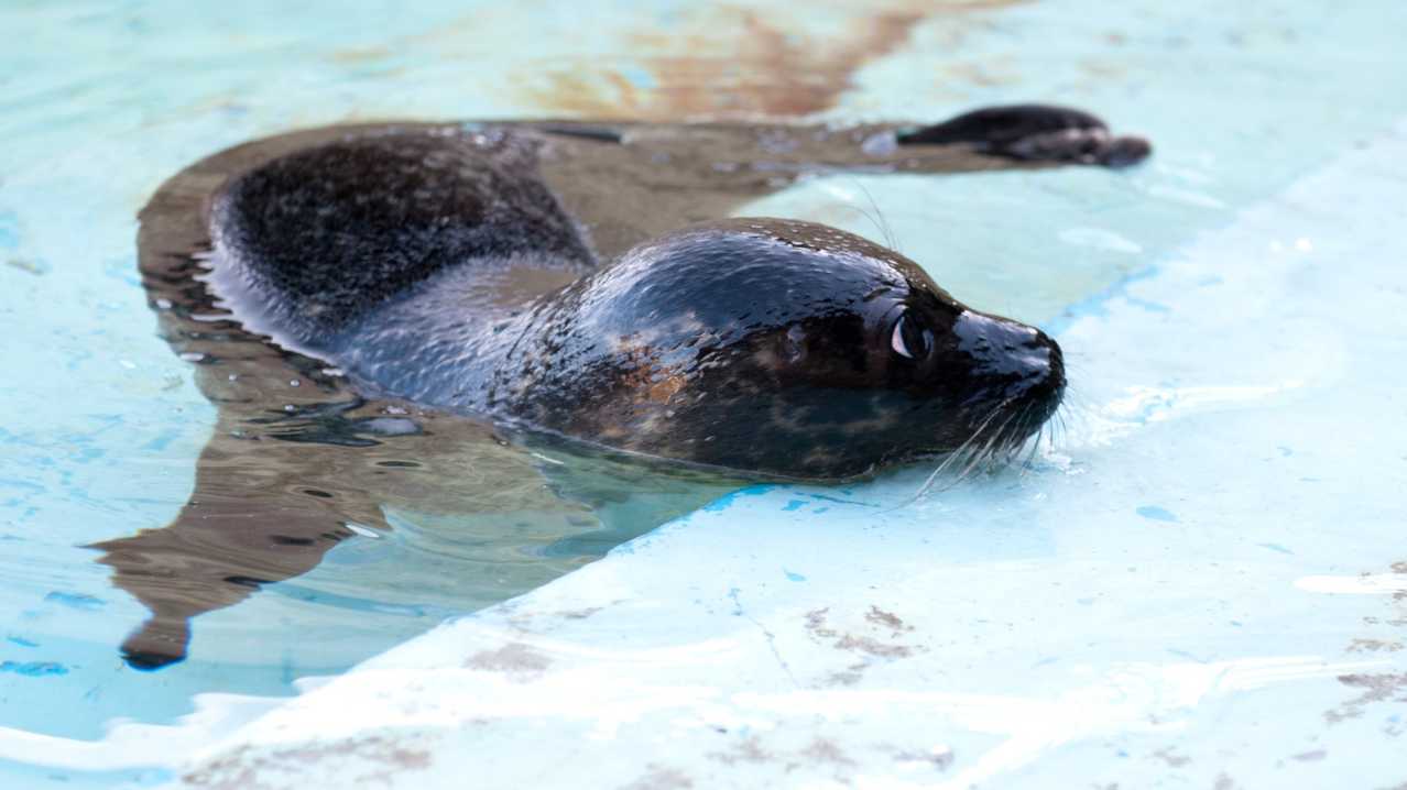 Seal at St Andrews Aquarium