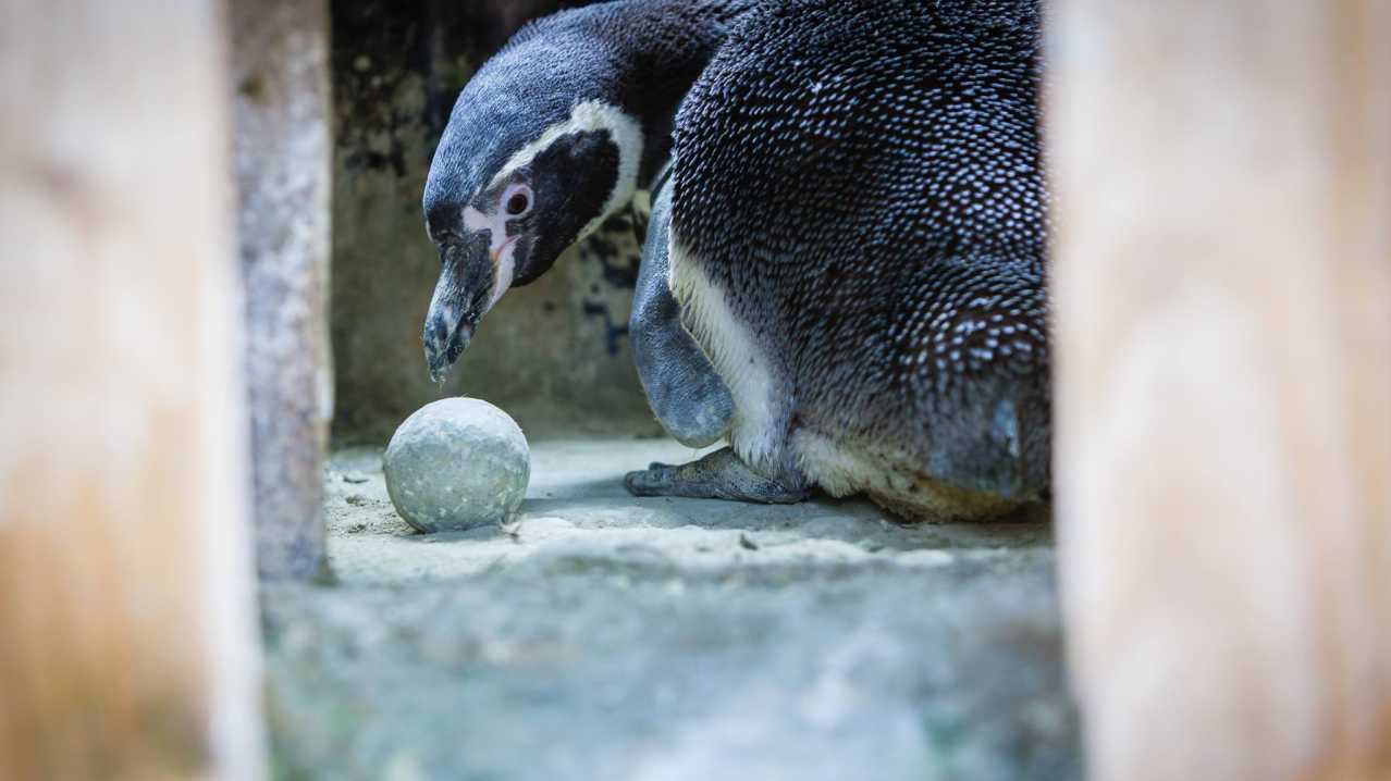 Humboldt Penguin at St Andrews Aquarium