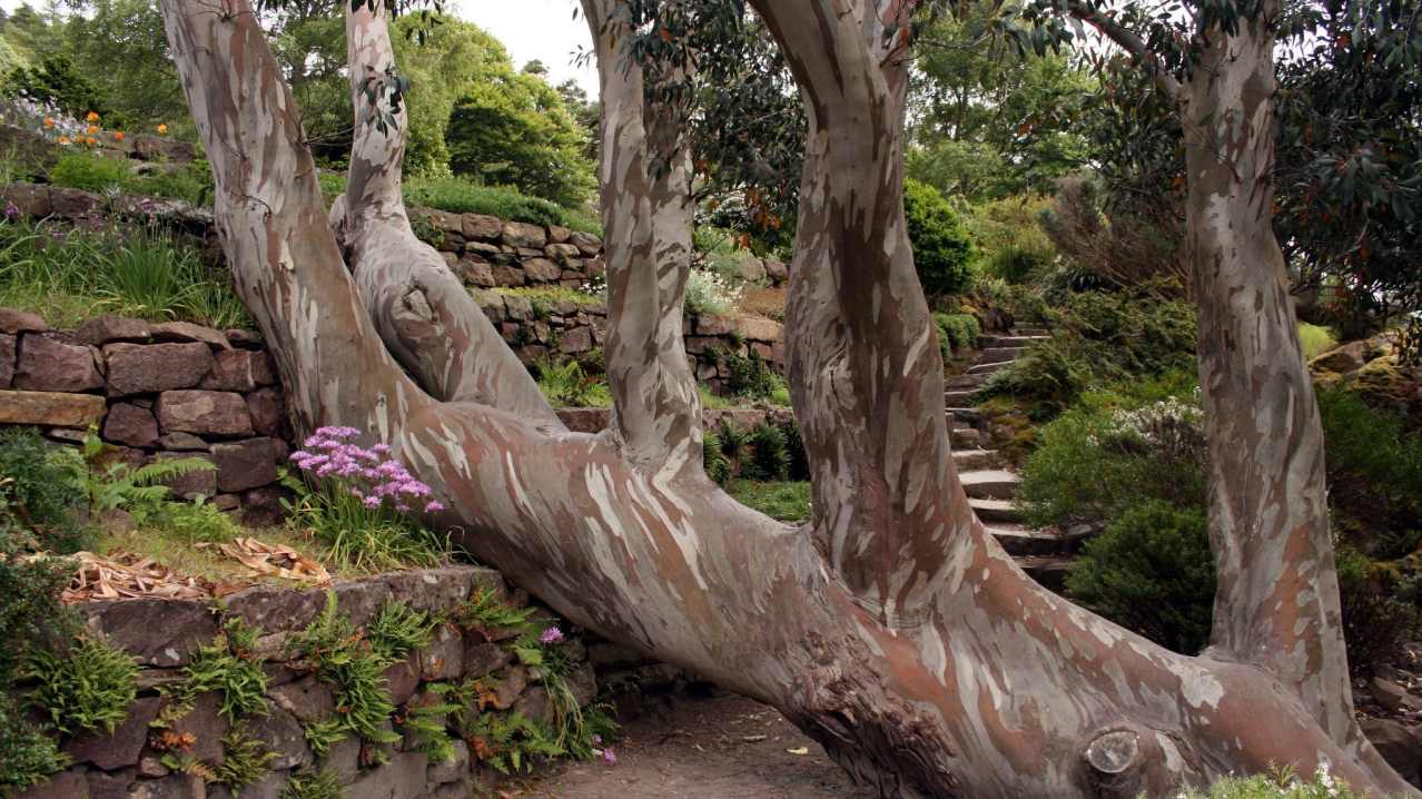 Tree at Inverewe Garden and Estate in Poolewe Tree at Inverewe Garden and Estate in Poolewe