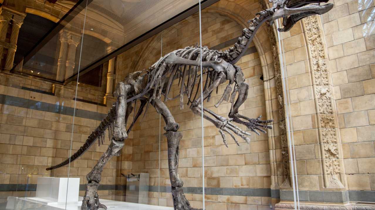 Mantellisaurus skeleton at The Natural History Museum in Kensington Mantellisaurus skeleton at The Natural History Museum in Kensington
