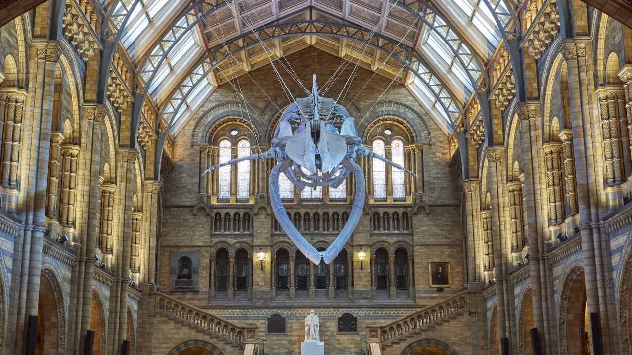Whale skeleton at The Natural History Museum in Kensington Whale skeleton at The Natural History Museum in Kensington