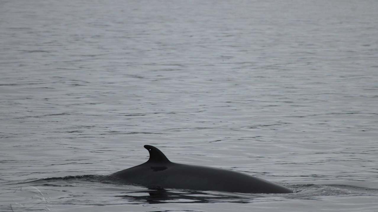 Dolphin at Sea Life Surveys in Isle of Mull Dolphin at Sea Life Surveys in Isle of Mull