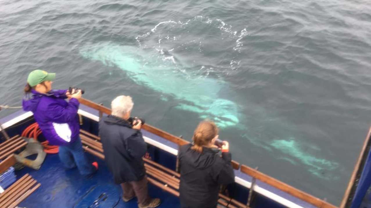 Sighting at Sea Life Surveys in Isle of Mull Sighting at Sea Life Surveys in Isle of Mull