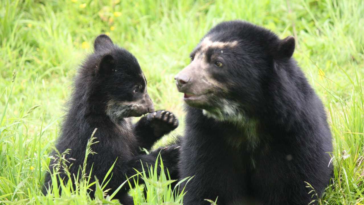 Bears at Durrell Wildlife Conservation Trust in Jersey Bears at Durrell Wildlife Conservation Trust in Jersey