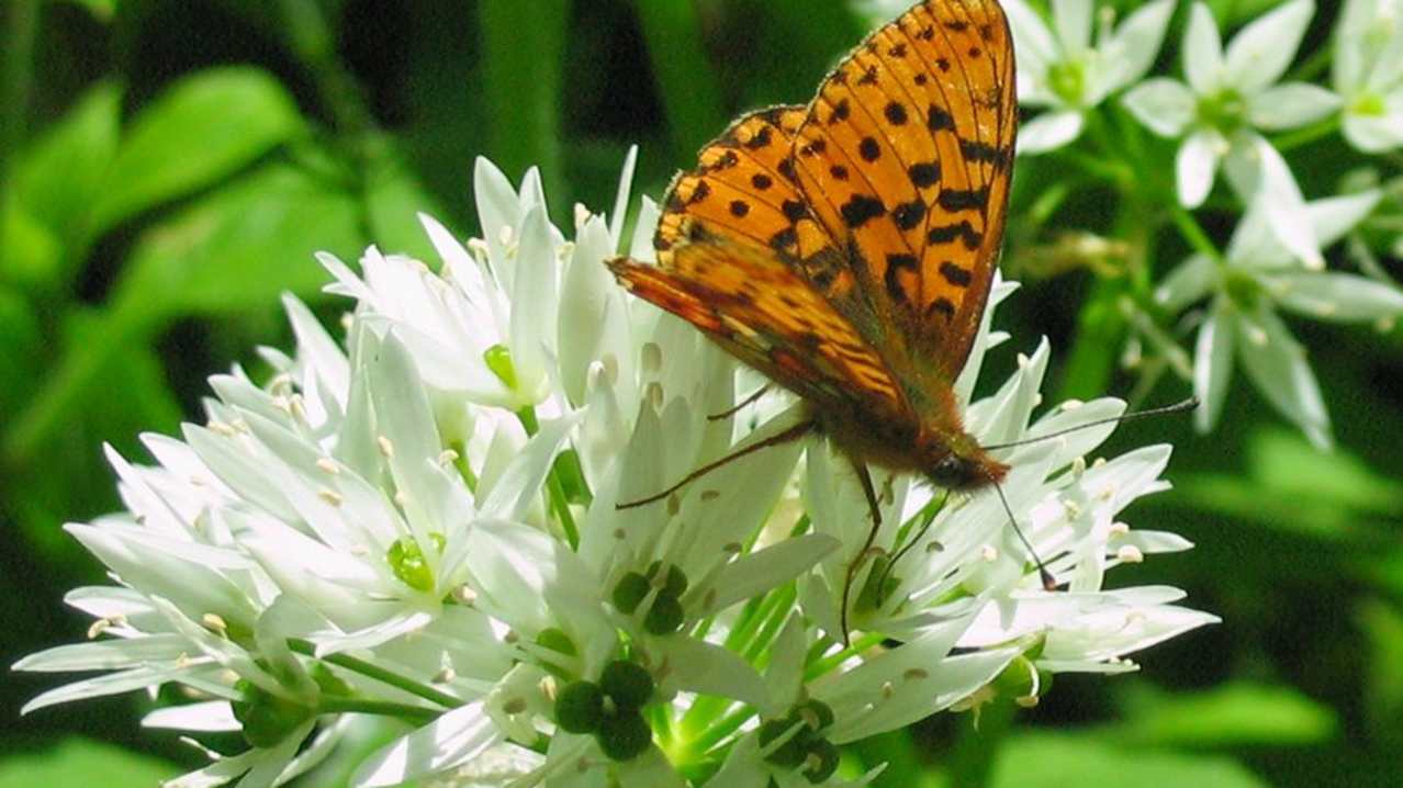 Butterfly on flower at The Monkey Sanctuary in Looe